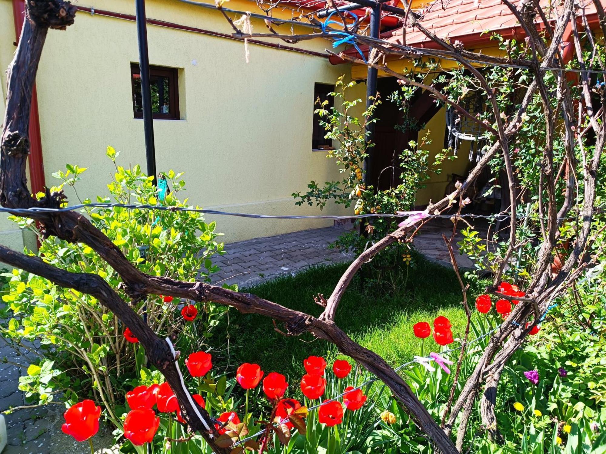 Casa Bunicilor Apartment Cisnadie ภายนอก รูปภาพ